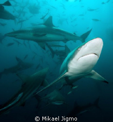 Shark School.
This is taken in Durban, using wide angle ... by Mikael Jigmo 
